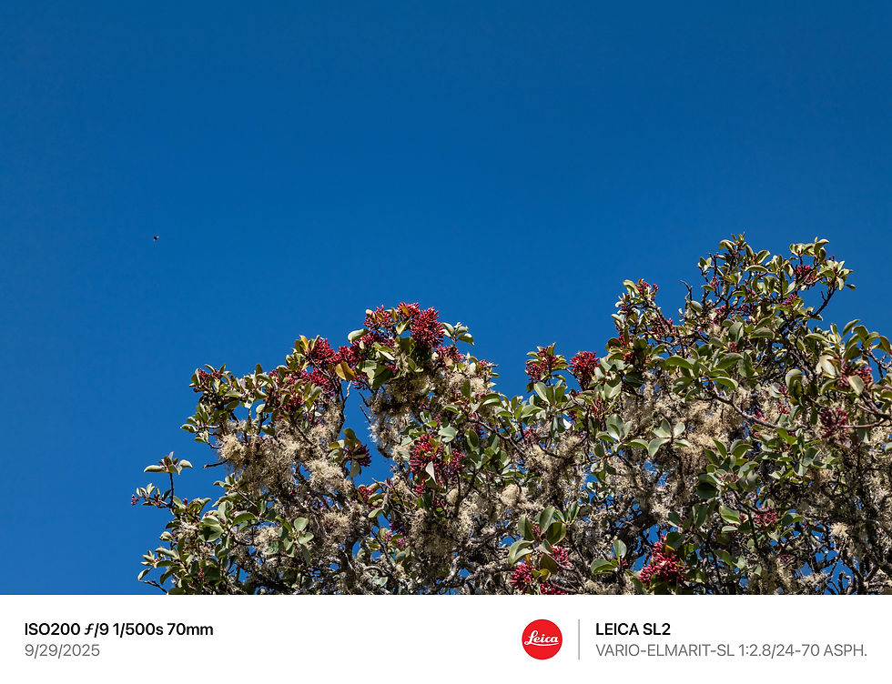 夏威夷,茂宜岛,毛伊岛,夏威夷摄影师,茂宜岛摄影师,毛伊岛摄影师,夏威夷旅游,茂宜岛旅游,毛伊岛旅游,夏威夷旅行,茂宜岛旅行,毛伊岛旅行,夏威夷导游,茂宜岛导游,毛伊岛导游,夏威夷私人导游,茂宜岛私人岛屿,毛伊岛私人导游,夏威夷包车,茂宜岛包车,毛伊岛包车,夏威夷司机,茂宜岛司机,毛伊岛司机,夏威夷旅拍,茂宜岛旅拍,毛伊岛旅拍,夏威夷跟拍,茂宜岛跟拍,毛伊岛跟拍,夏威夷约拍,茂宜岛约拍,毛伊岛约拍, Hawaii,Maui, Sandalwood,檀香, 哈雷阿卡拉国家公园, 哈莱亚卡拉, 海勒卡拉国家公园,Haleakalā National Park,Santalum haleakalae var. haleakalae