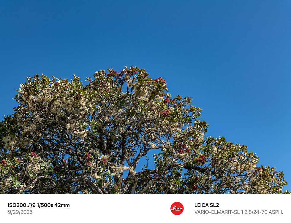 夏威夷,茂宜岛,毛伊岛,夏威夷摄影师,茂宜岛摄影师,毛伊岛摄影师,夏威夷旅游,茂宜岛旅游,毛伊岛旅游,夏威夷旅行,茂宜岛旅行,毛伊岛旅行,夏威夷导游,茂宜岛导游,毛伊岛导游,夏威夷私人导游,茂宜岛私人岛屿,毛伊岛私人导游,夏威夷包车,茂宜岛包车,毛伊岛包车,夏威夷司机,茂宜岛司机,毛伊岛司机,夏威夷旅拍,茂宜岛旅拍,毛伊岛旅拍,夏威夷跟拍,茂宜岛跟拍,毛伊岛跟拍,夏威夷约拍,茂宜岛约拍,毛伊岛约拍, Hawaii,Maui, Sandalwood,檀香, 哈雷阿卡拉国家公园, 哈莱亚卡拉, 海勒卡拉国家公园,Haleakalā National Park,Santalum haleakalae var. haleakalae