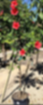 Hibiscus Rosa-Sinensis-Hibiscus