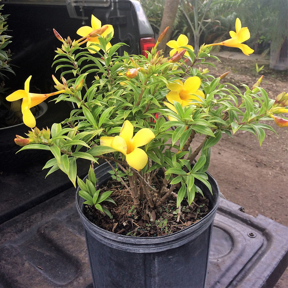 Allamanda Cathartica-Double Yellow