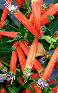 Cuphea Schumanii- Schumann's Cuphea