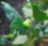Alocasia Macrorrhizos-Varigated