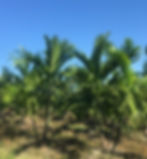 Ptychosperma Elegans- Alexander Palm