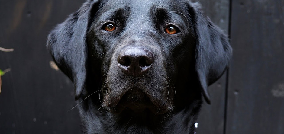 black labrador.jpg