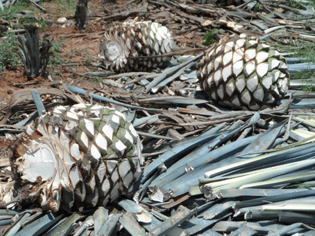 Mexico’s 500mn-litre tequila lake