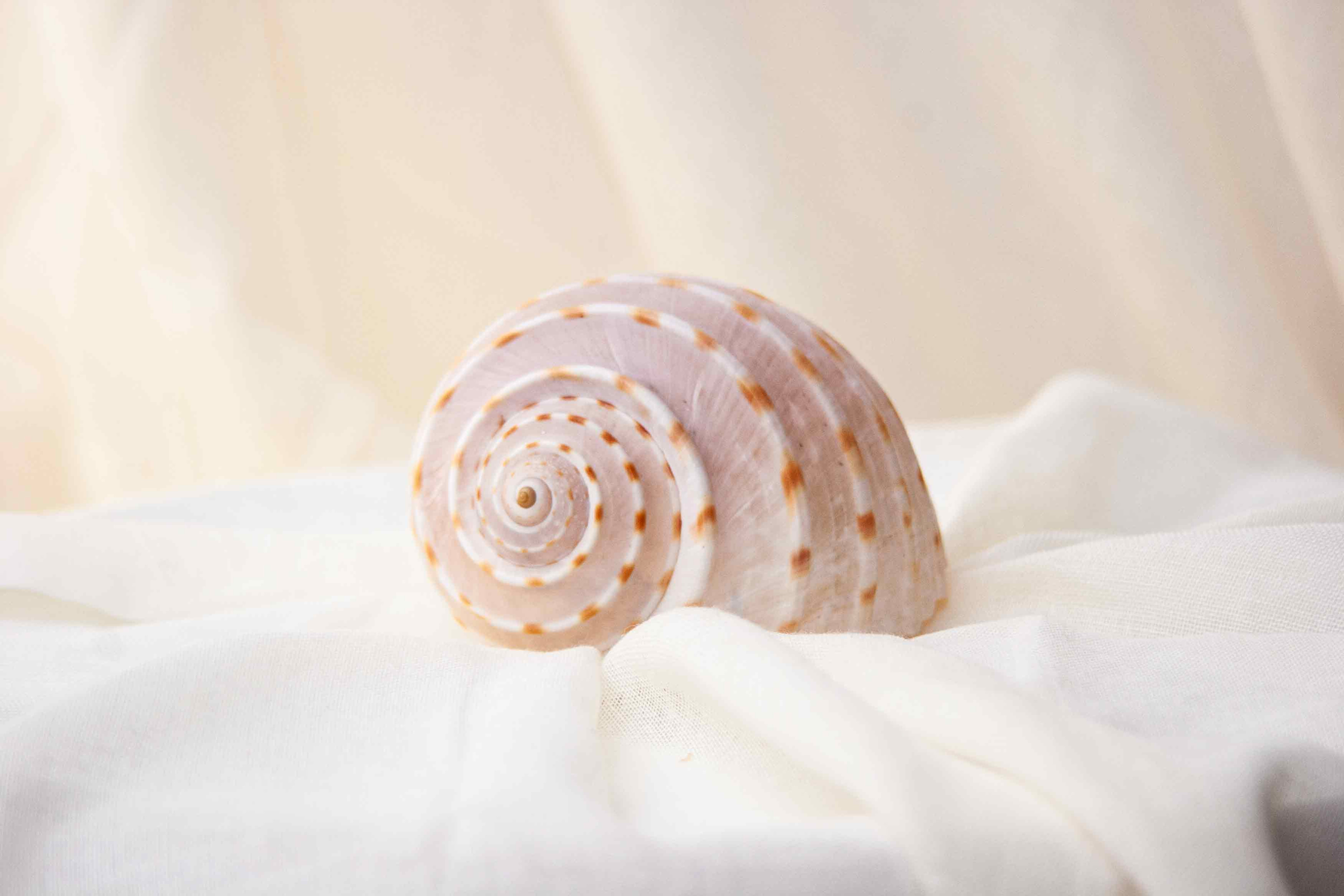 Spotted Tun Shell
