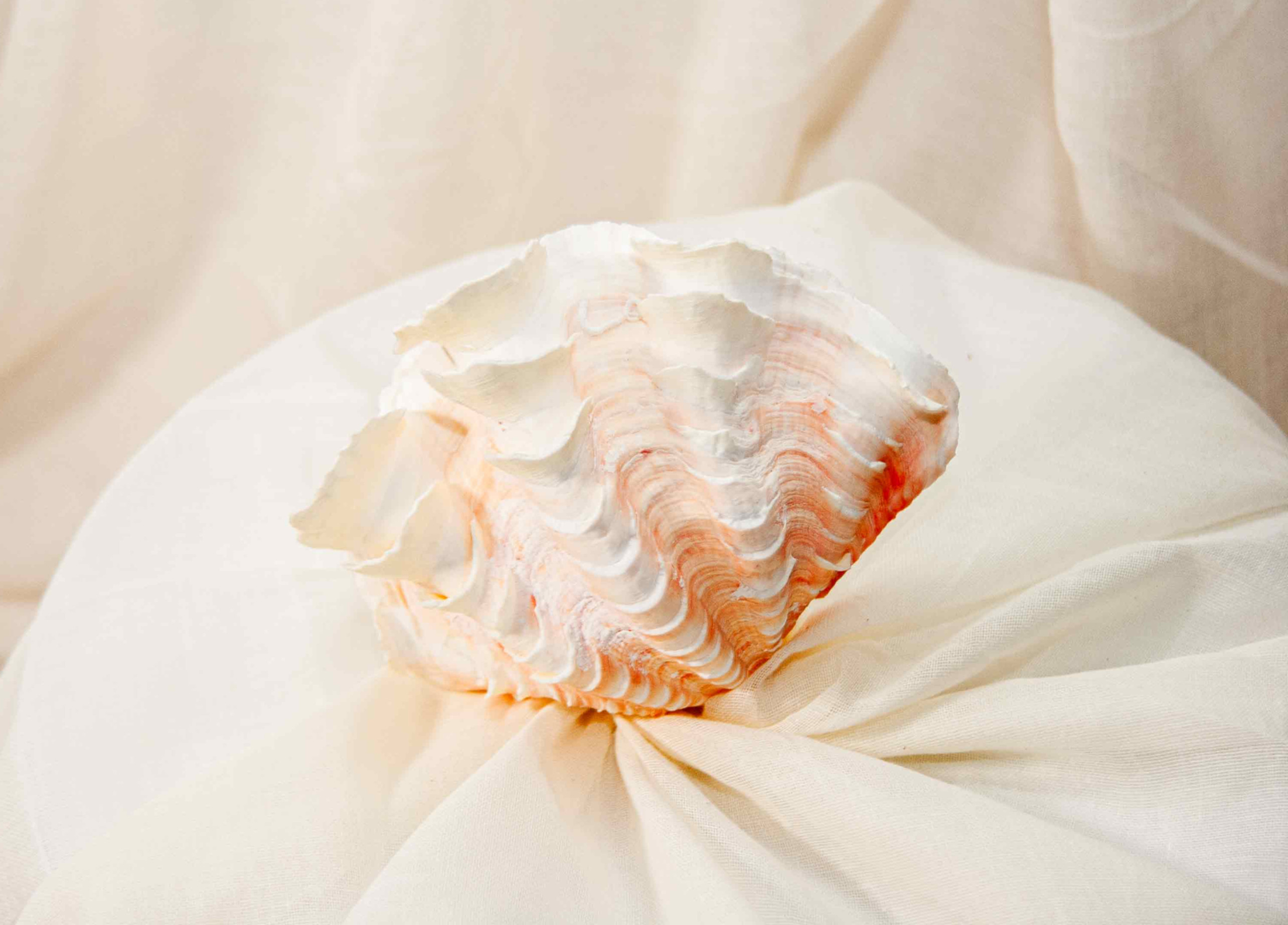 Fluted Giant Clam Shell