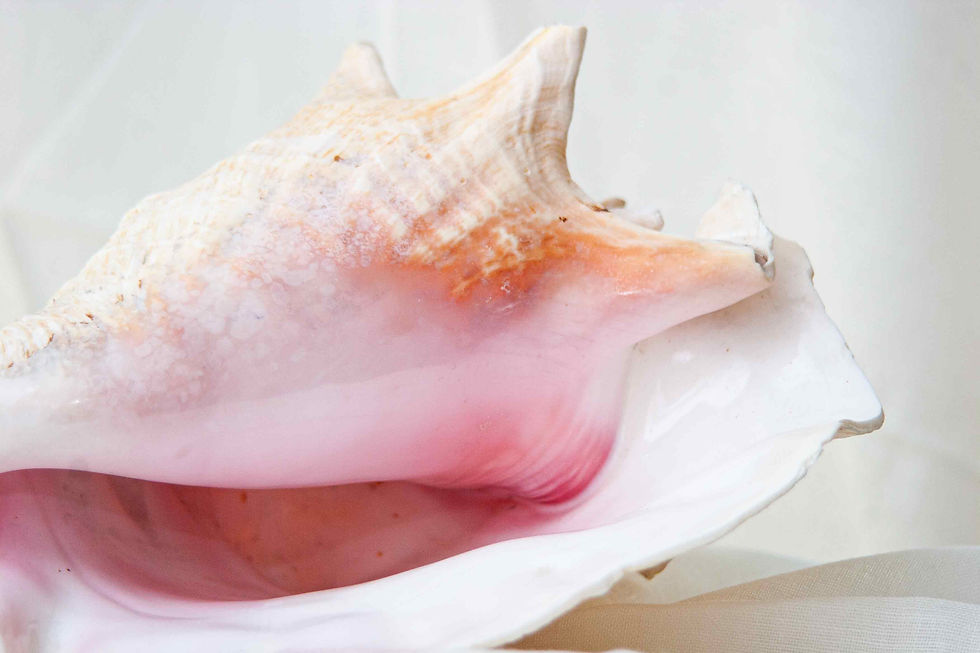Thumbnail: Pink Conch Shell