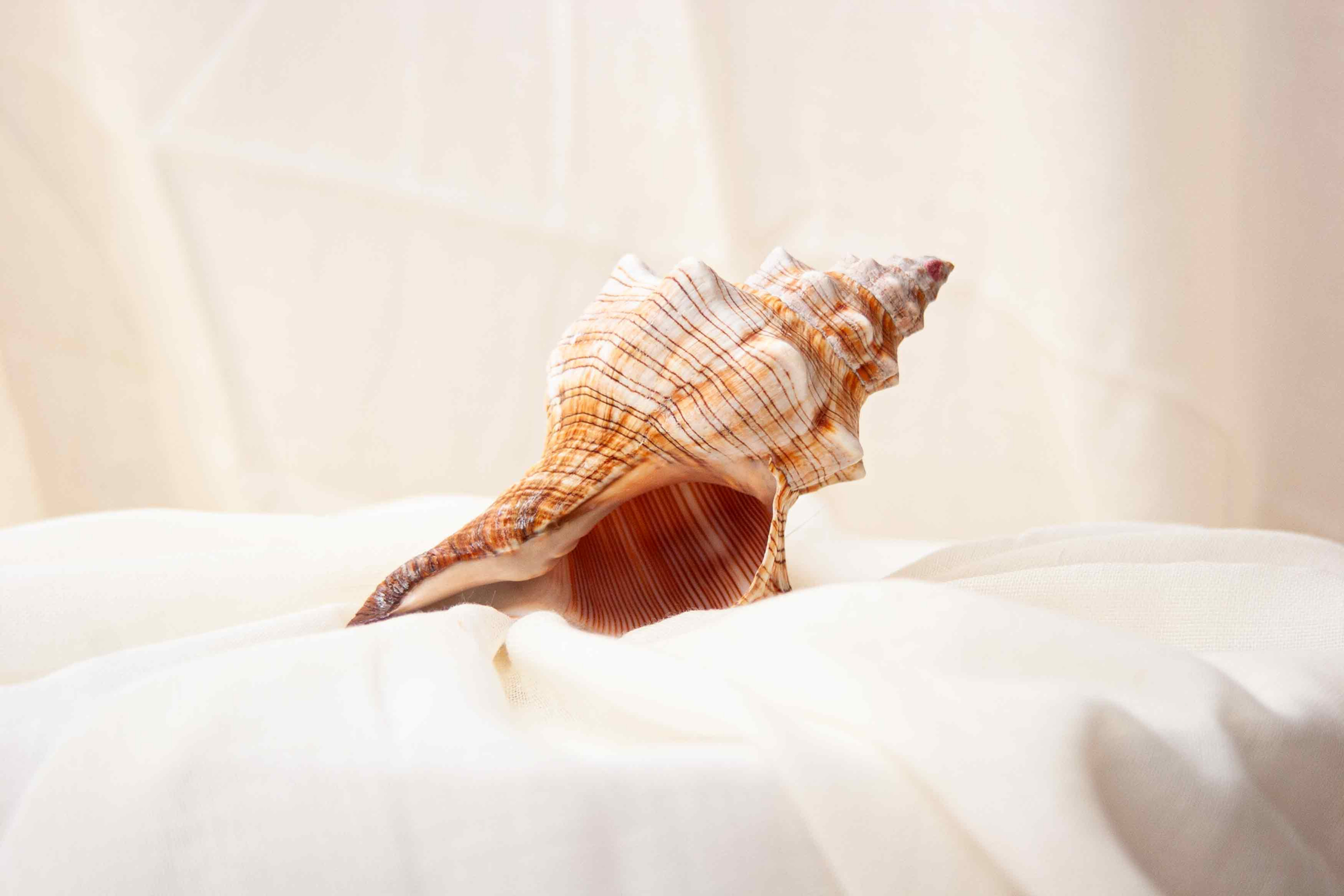 Striped Conch Shell
