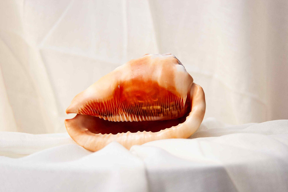 Thumbnail: Bull's Mouth Helmet Shell
