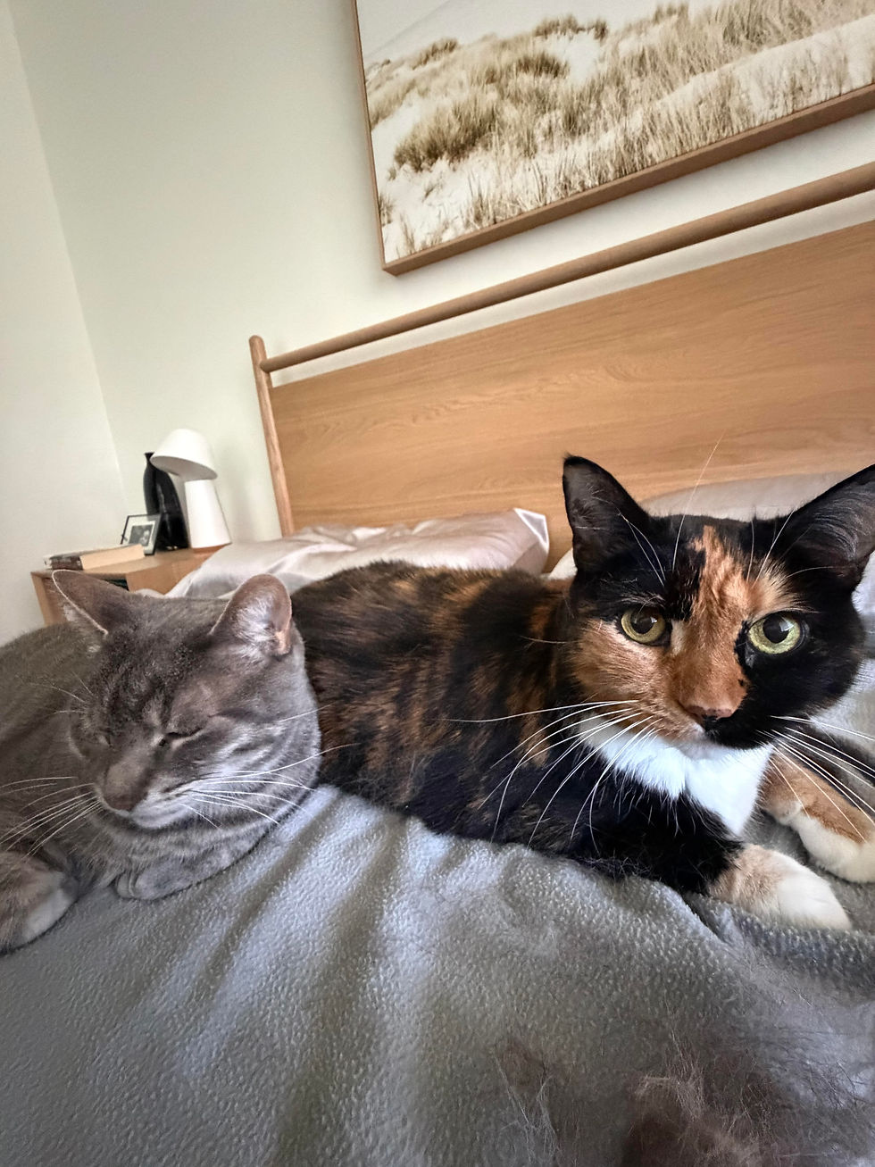 two cats-