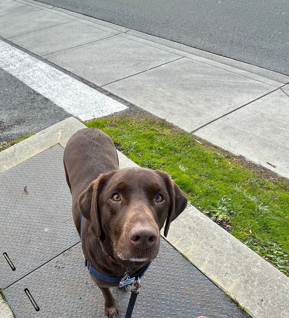 dog-annie