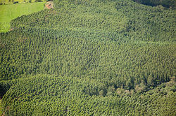 Eucalipto_120410_img_1068