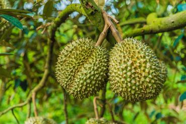 Successful Export of Durian Shipment to the Chinese Market: A Milestone for International Trade