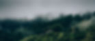 Fog and Nature_edited.jpg