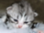 Silver British Shorthair Kittens