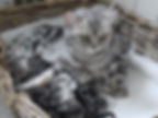 Silver British Shorthair Kittens