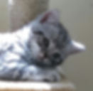 Silver British Shorthair Kittens
