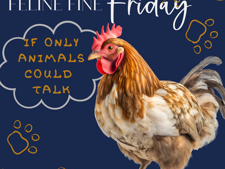  Cross the Road: Advice from a Chicken  🐾