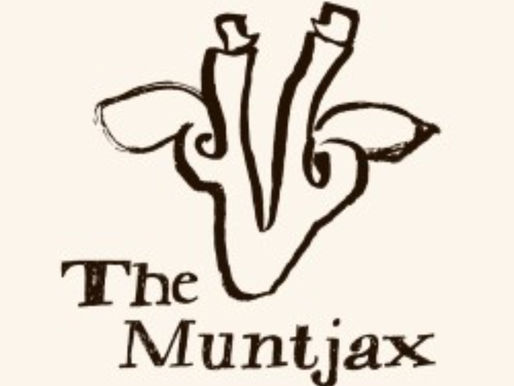 The Muntjax: El impulso creativo de Dolores Rocket