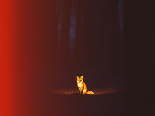 Moulod y “Kitsune”: cuando la verdad se convierte en sonido