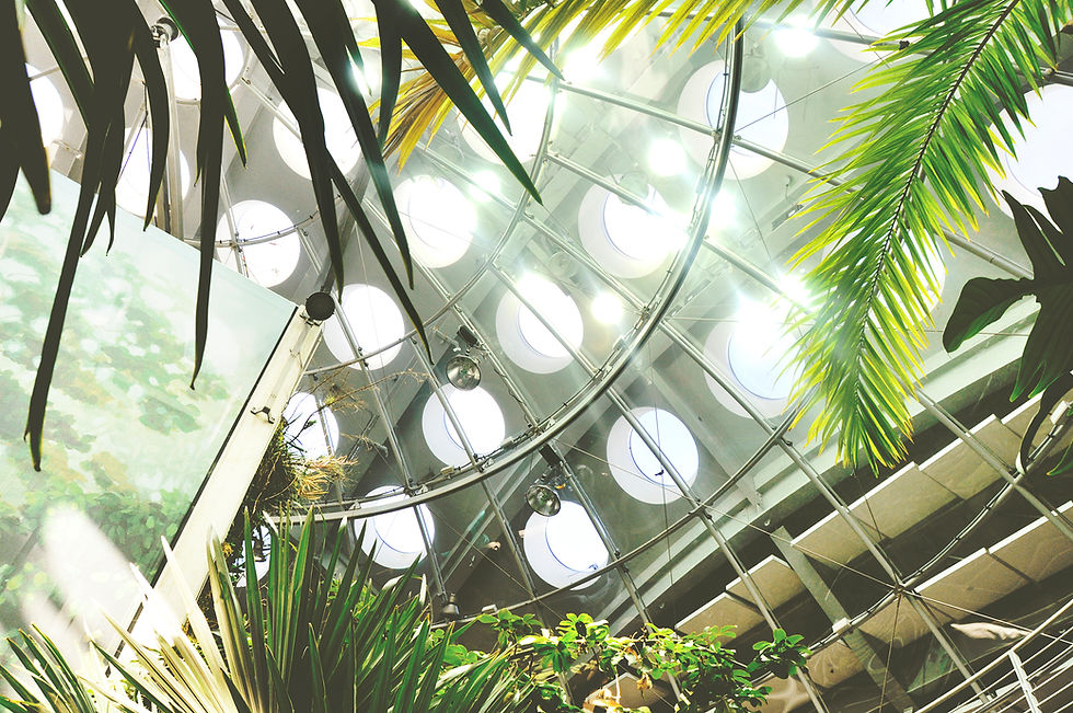 Greenhouse Ceiling View
