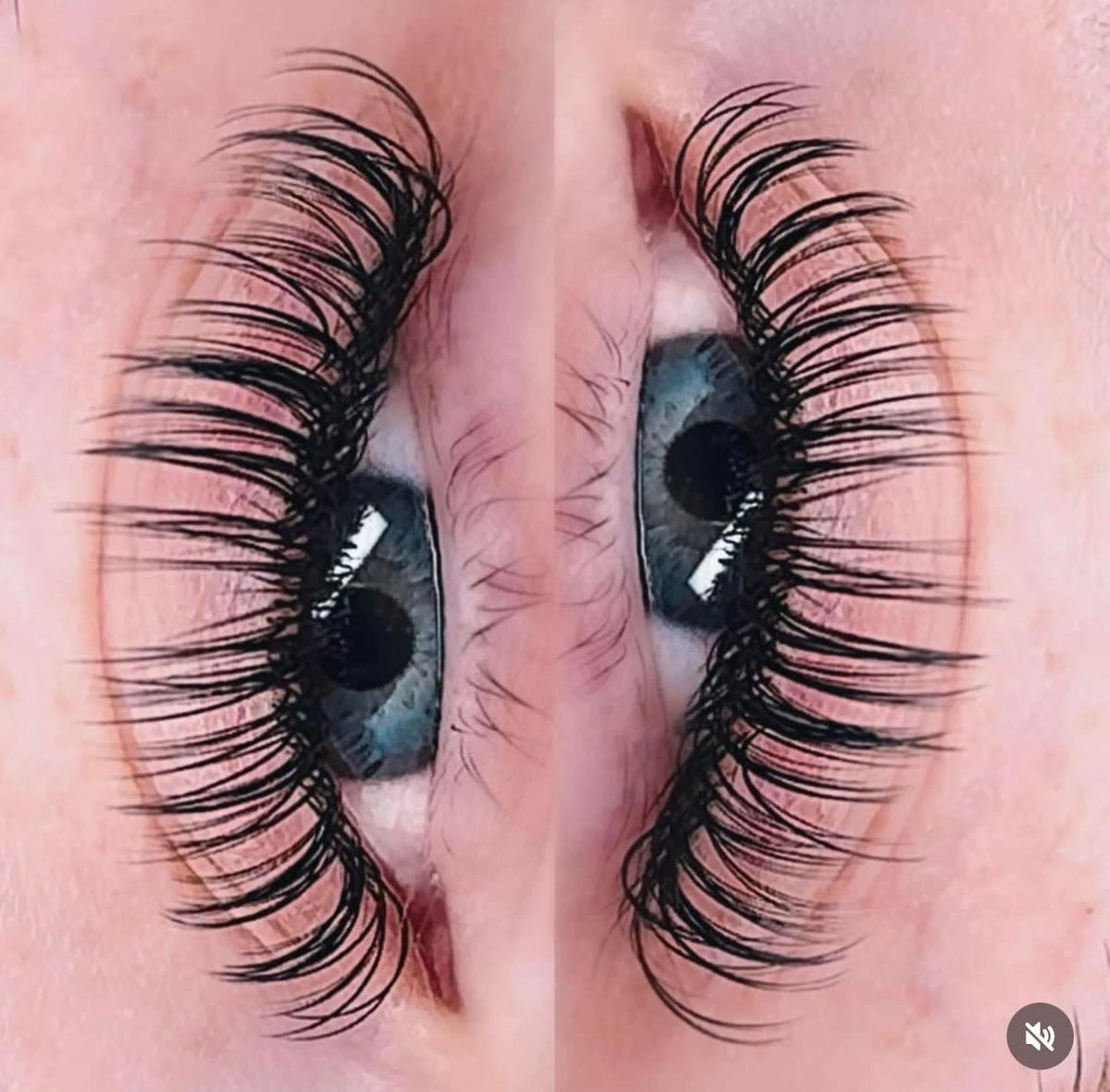 Ivy lash and Supply