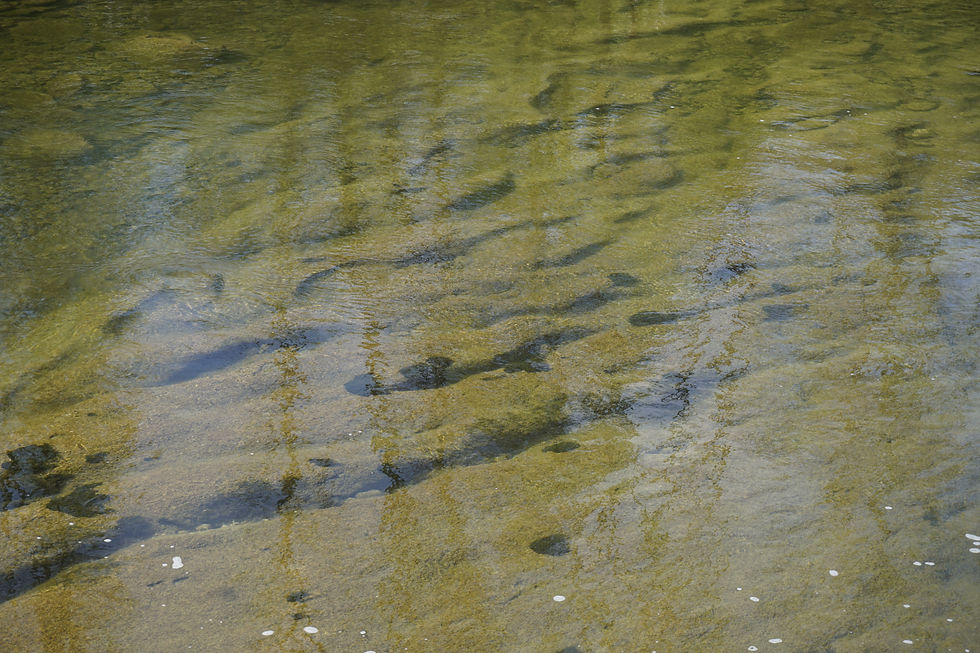 _DSC8157.JPG