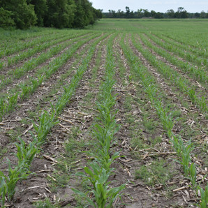 CORN & VETCH phase 1