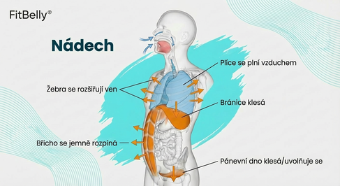 Nádech a pohyb bránice