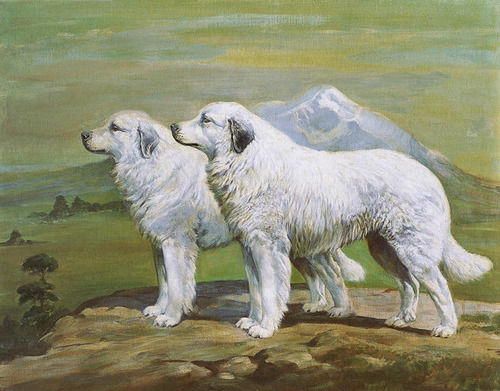 Great Pyrenees Dogs by Urdos Megargee ©1930
