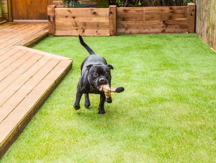 Grass with Dog
