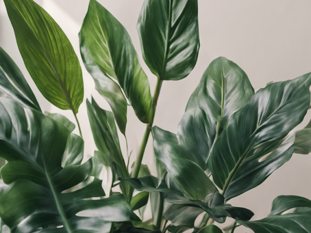 Elevate Your Space with Petal and Leaf Foliage Collection