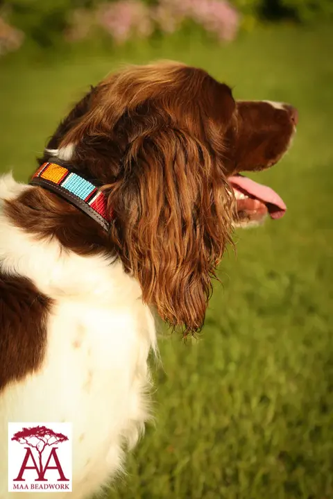 Maa Beadwork Pet Collars