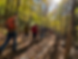 Spring Migration Walk: Bird Habitat and Forest Stewardship