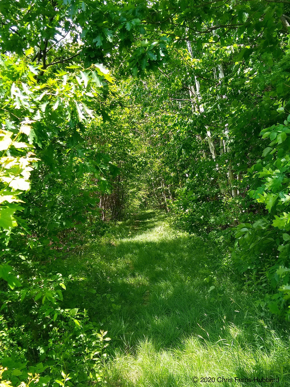Woods Walk & Talk