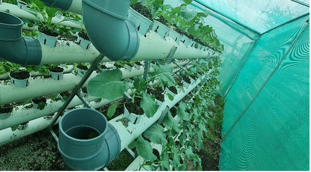 1-month-old broccoli