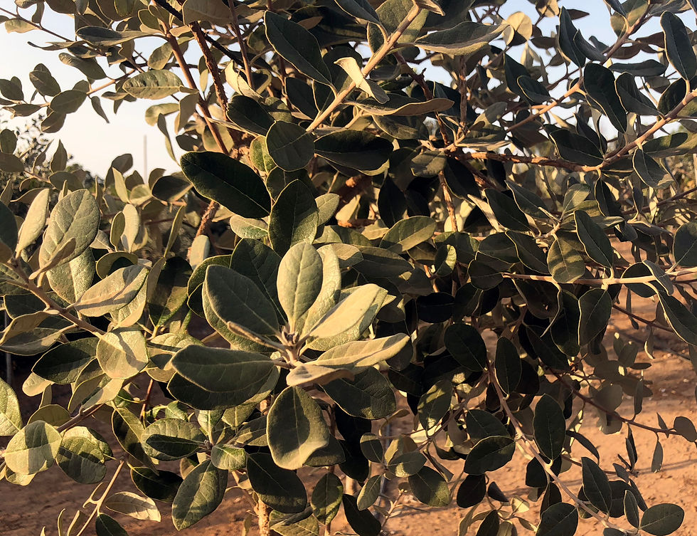 פיג׳ויה מורכב
