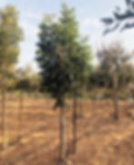 מילה אובליסק