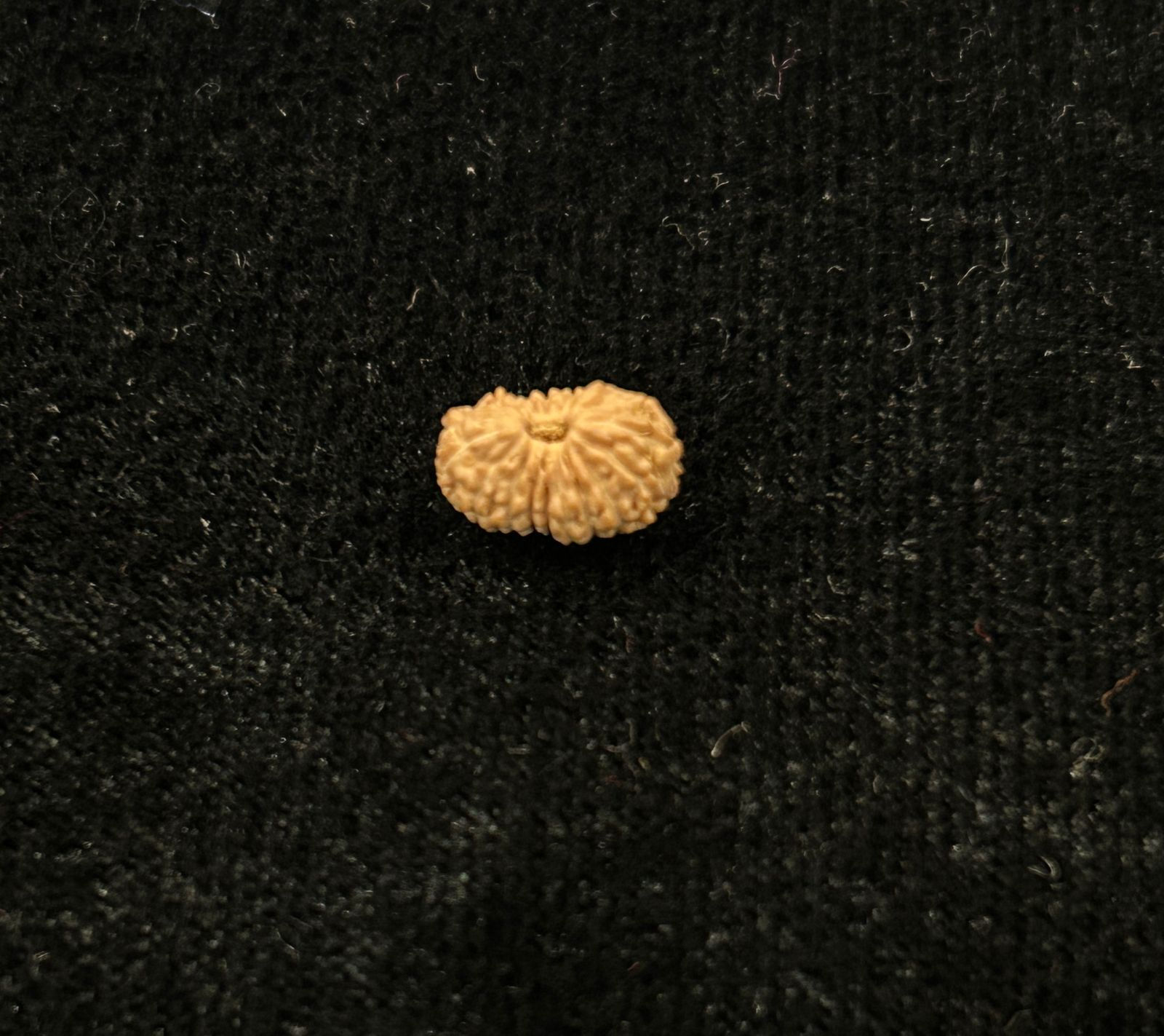 Certified 17 Mukhi Indonesian RudrakshaSKU: 127557RD