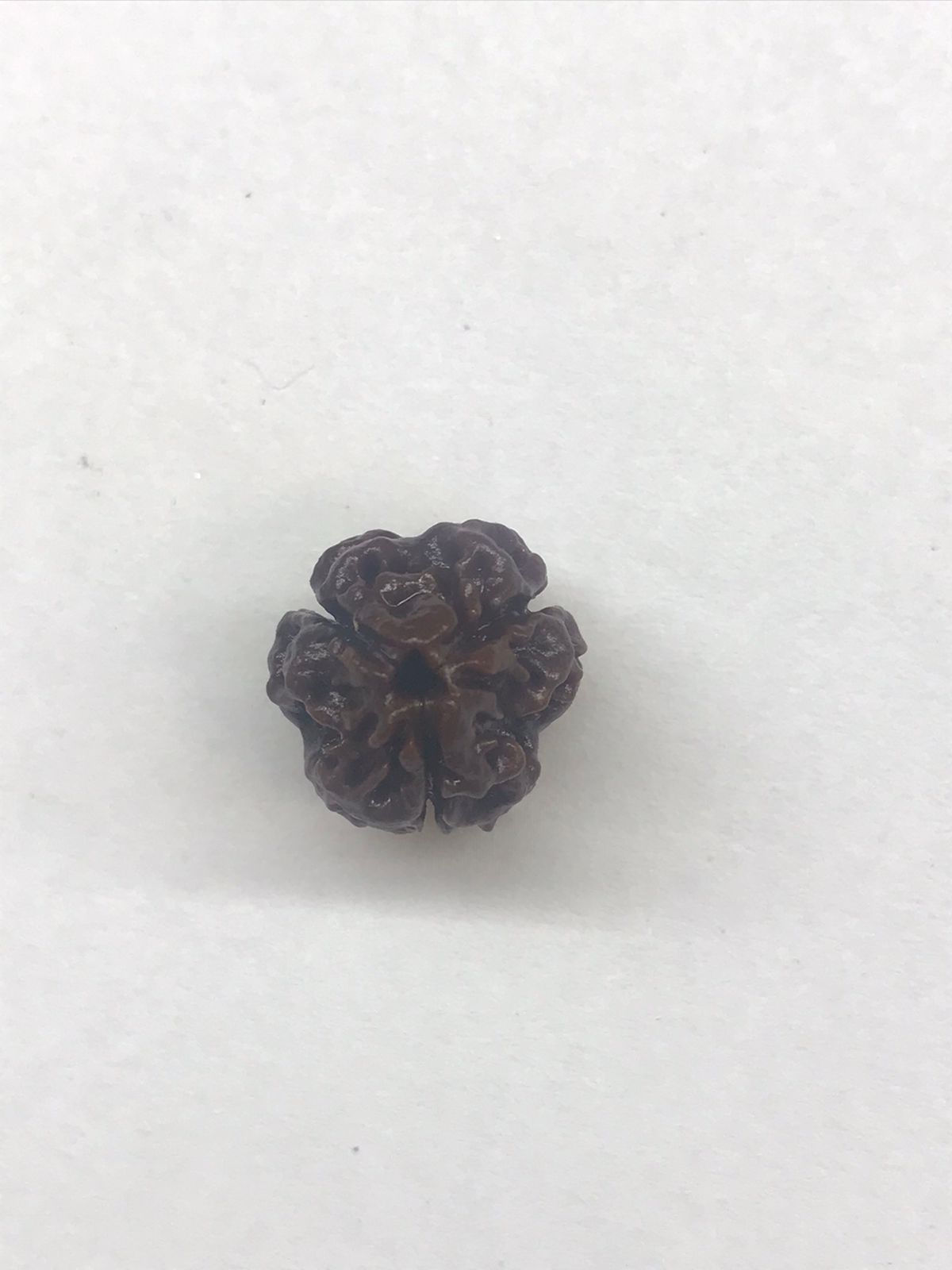 3 Mukhi Nepali Rudraksha Small