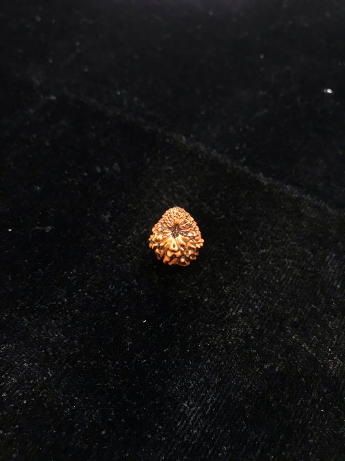 Certified 19 Mukhi Indonesian Rudraksha SKU: 127890RD