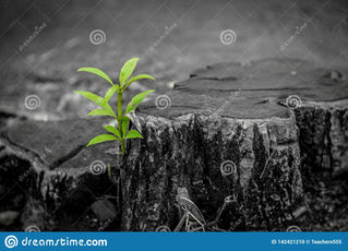 New Growth