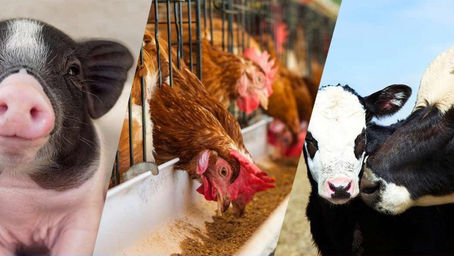 Estas empresas dicen Sí al bienestar animal en 2022, y otras quedan rezagadas