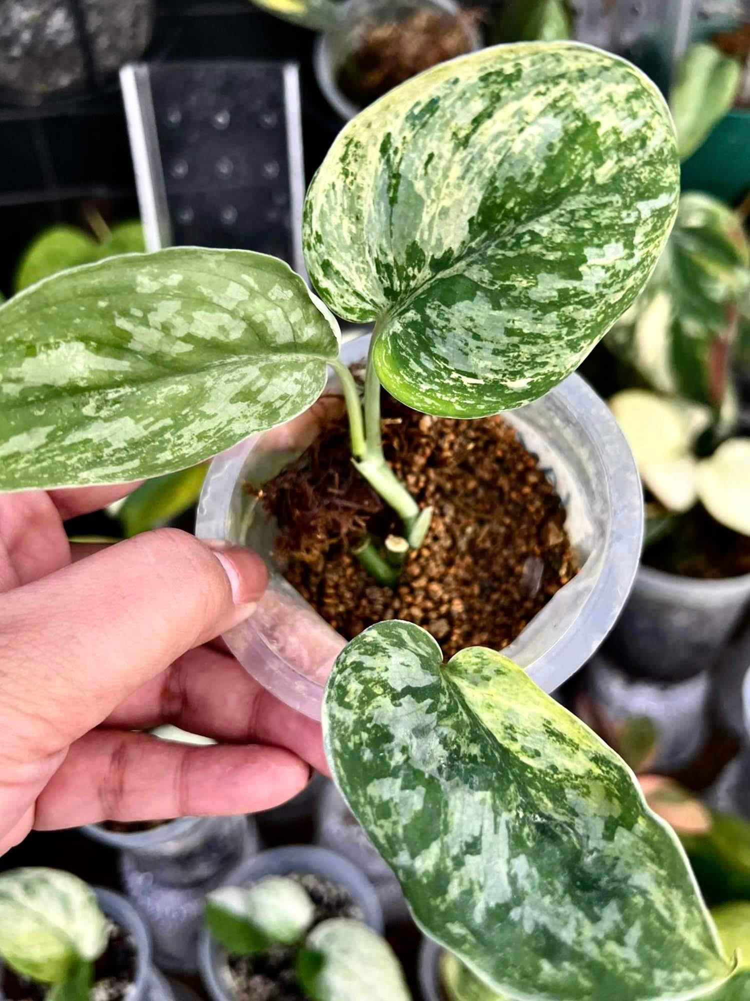 Scindapsus Pictus Exotica 