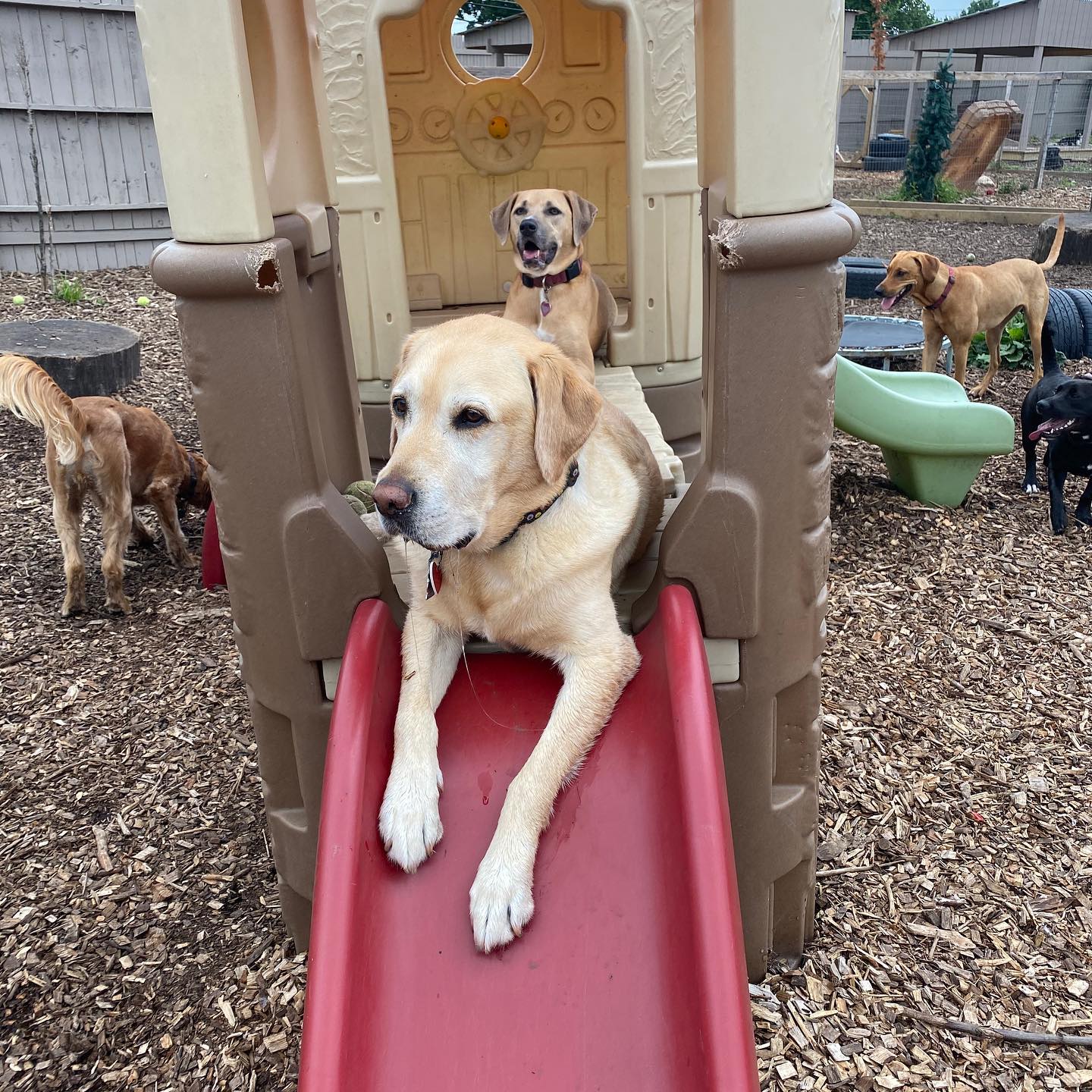 in home boarding for dogs near me