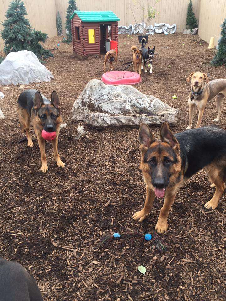 Pawsitively Petastic Llc Pet Sitting In Home Boarding