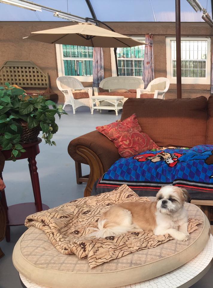 Pawsitively Petastic Llc Pet Sitting In Home Boarding