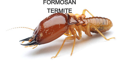 termite_edited.jpg