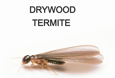Houston-Pestop-Drywood-Termites